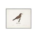 Picture of Turdus _GroupedProduct_Rectangle_Landscape_Canvas_Framed_