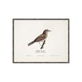 Picture of Turdus _GroupedProduct_Rectangle_Landscape_Canvas_Framed_