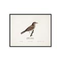 Picture of Turdus _GroupedProduct_Rectangle_Landscape_Canvas_Framed_