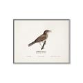 Picture of Turdus _GroupedProduct_Rectangle_Landscape_Canvas_Framed_