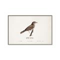 Picture of Turdus _GroupedProduct_Rectangle_Landscape_Canvas_Framed_