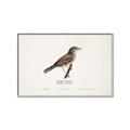 Picture of Turdus _GroupedProduct_Rectangle_Landscape_Canvas_Framed_