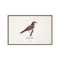 Picture of Turdus _GroupedProduct_Rectangle_Landscape_Canvas_Framed_