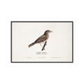 Picture of Turdus _GroupedProduct_Rectangle_Landscape_Canvas_Framed_