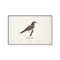 Picture of Turdus _GroupedProduct_Rectangle_Landscape_Canvas_Framed_