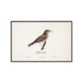 Picture of Turdus _GroupedProduct_Rectangle_Landscape_Canvas_Framed_