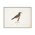 Picture of Turdus _GroupedProduct_Rectangle_Landscape_Canvas_Framed_