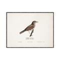 Picture of Turdus _GroupedProduct_Rectangle_Landscape_Canvas_Framed_