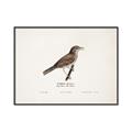 Picture of Turdus _GroupedProduct_Rectangle_Landscape_Canvas_Framed_