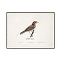 Picture of Turdus _GroupedProduct_Rectangle_Landscape_Canvas_Framed_