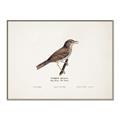 Picture of Turdus _GroupedProduct_Rectangle_Landscape_Canvas_Framed_