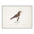 Picture of Turdus _GroupedProduct_Rectangle_Landscape_Canvas_Framed_
