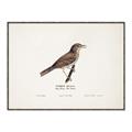 Picture of Turdus _GroupedProduct_Rectangle_Landscape_Canvas_Framed_