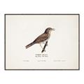 Picture of Turdus _GroupedProduct_Rectangle_Landscape_Canvas_Framed_