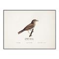 Picture of Turdus _GroupedProduct_Rectangle_Landscape_Canvas_Framed_