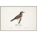 Picture of Turdus _GroupedProduct_Rectangle_Landscape_Canvas_Framed_