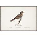 Picture of Turdus _GroupedProduct_Rectangle_Landscape_Canvas_Framed_