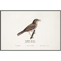 Picture of Turdus _GroupedProduct_Rectangle_Landscape_Canvas_Framed_