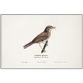 Picture of Turdus _GroupedProduct_Rectangle_Landscape_Canvas_Framed_