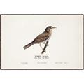 Picture of Turdus _GroupedProduct_Rectangle_Landscape_Canvas_Framed_