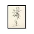 Picture of Tall Tree II _GroupedProduct_Rectangle_Portrait_Framed_Matted_