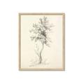Picture of Tall Tree II _GroupedProduct_Rectangle_Portrait_Framed_Matted_