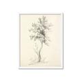 Picture of Tall Tree II _GroupedProduct_Rectangle_Portrait_Framed_Matted_