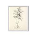 Picture of Tall Tree II _GroupedProduct_Rectangle_Portrait_Framed_Matted_