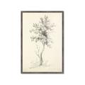 Picture of Tall Tree II _GroupedProduct_Rectangle_Portrait_Framed_Matted_
