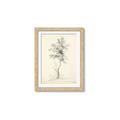 Picture of Tall Tree II _GroupedProduct_Rectangle_Portrait_Framed_Matted_