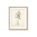 Picture of Tall Tree II _GroupedProduct_Rectangle_Portrait_Framed_Matted_