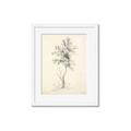 Picture of Tall Tree II _GroupedProduct_Rectangle_Portrait_Framed_Matted_