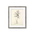 Picture of Tall Tree II _GroupedProduct_Rectangle_Portrait_Framed_Matted_