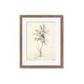 Picture of Tall Tree II _GroupedProduct_Rectangle_Portrait_Framed_Matted_
