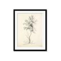 Picture of Tall Tree II _GroupedProduct_Rectangle_Portrait_Framed_Matted_