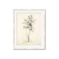 Picture of Tall Tree II _GroupedProduct_Rectangle_Portrait_Framed_Matted_