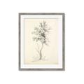 Picture of Tall Tree II _GroupedProduct_Rectangle_Portrait_Framed_Matted_