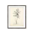 Picture of Tall Tree II _GroupedProduct_Rectangle_Portrait_Framed_Matted_