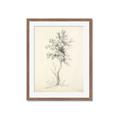Picture of Tall Tree II _GroupedProduct_Rectangle_Portrait_Framed_Matted_