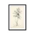 Picture of Tall Tree II _GroupedProduct_Rectangle_Portrait_Framed_Matted_