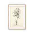 Picture of Tall Tree II _GroupedProduct_Rectangle_Portrait_Framed_Matted_