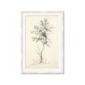 Picture of Tall Tree II _GroupedProduct_Rectangle_Portrait_Framed_Matted_