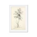 Picture of Tall Tree II _GroupedProduct_Rectangle_Portrait_Framed_Matted_