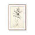Picture of Tall Tree II _GroupedProduct_Rectangle_Portrait_Framed_Matted_