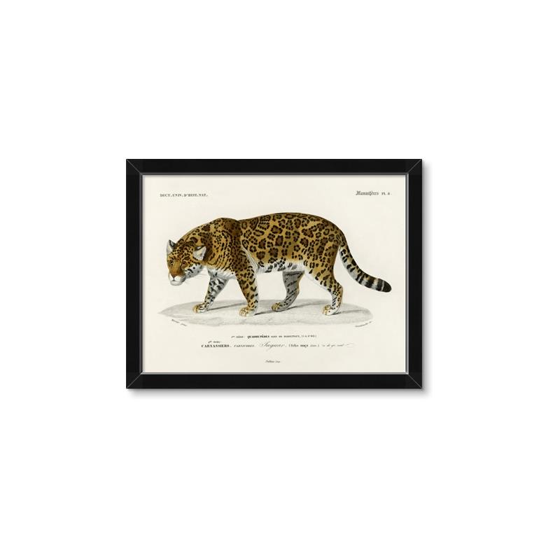 Picture of Carrnivores _GroupedProduct_Rectangle_Landscape_Framed_Matted_