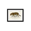 Picture of Carrnivores _GroupedProduct_Rectangle_Landscape_Framed_Matted_