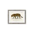 Picture of Carrnivores _GroupedProduct_Rectangle_Landscape_Framed_Matted_