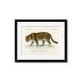 Picture of Carrnivores _GroupedProduct_Rectangle_Landscape_Framed_Matted_