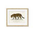 Picture of Carrnivores _GroupedProduct_Rectangle_Landscape_Framed_Matted_