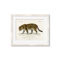 Picture of Carrnivores _GroupedProduct_Rectangle_Landscape_Framed_Matted_